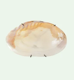 Bali Shell Wall Object