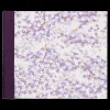 Purple Daze Photo Album by Esmie